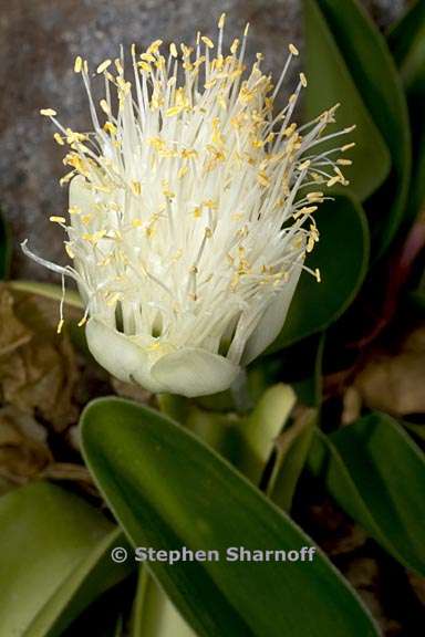 haemanthus albiflos 1 graphic